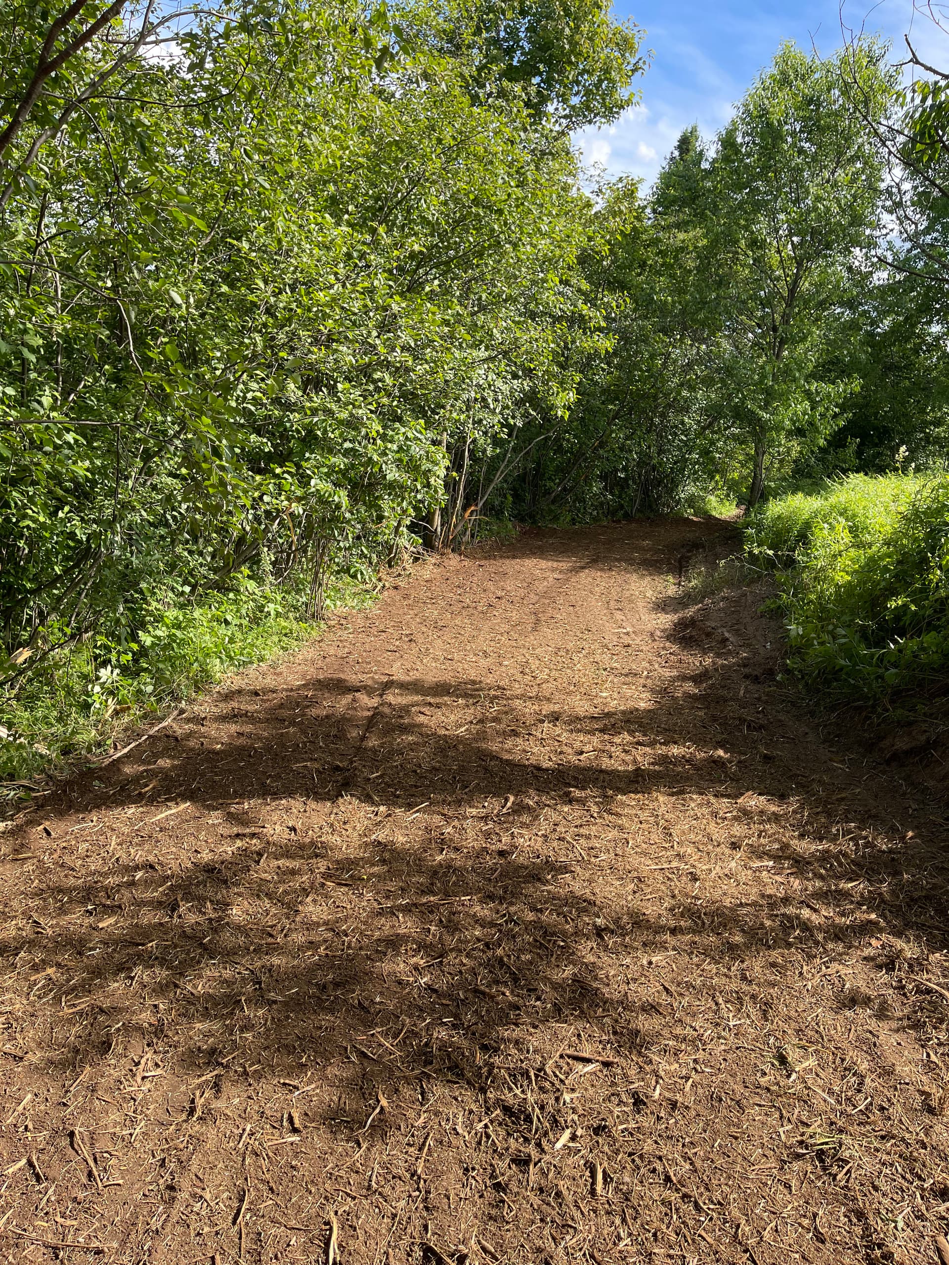 Gallery photos for Forestry Mulching That Turns Overgrown Land Into Usable Trails: Image #8
