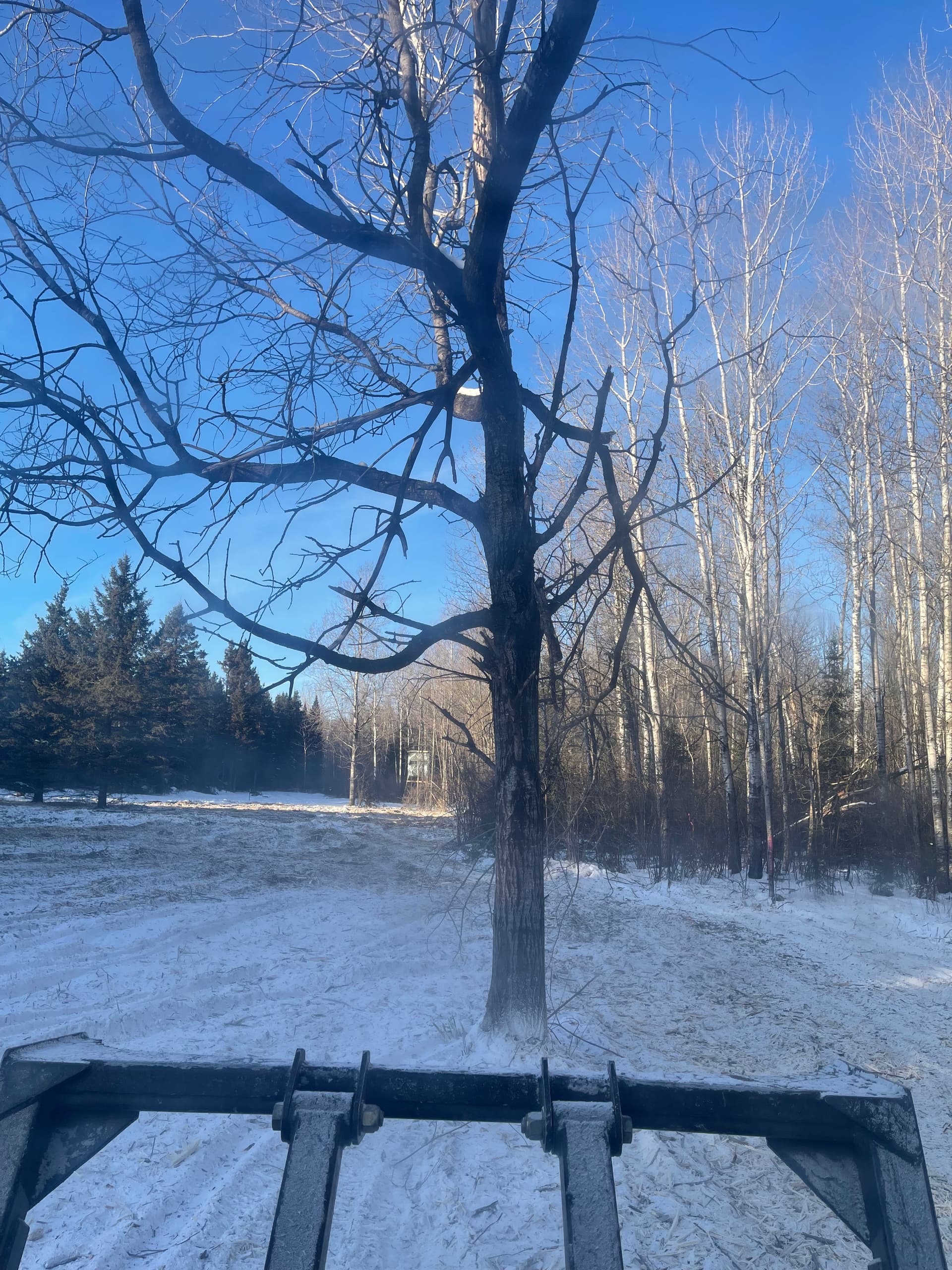 Gallery photos for Land Clearing Project in Snowy Hewitt Wisconsin: Image #1