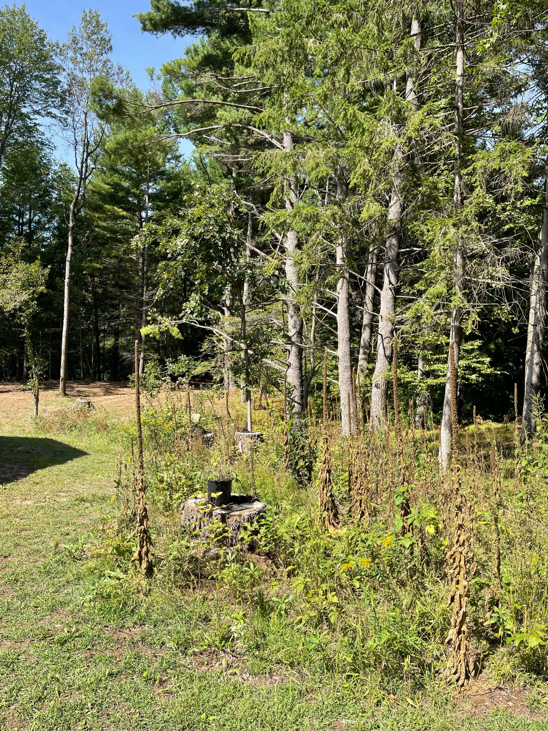 Gallery photos for Backyard Forestry Mulching Clears the Way Along the Eau Claire River in Weston: Image #3