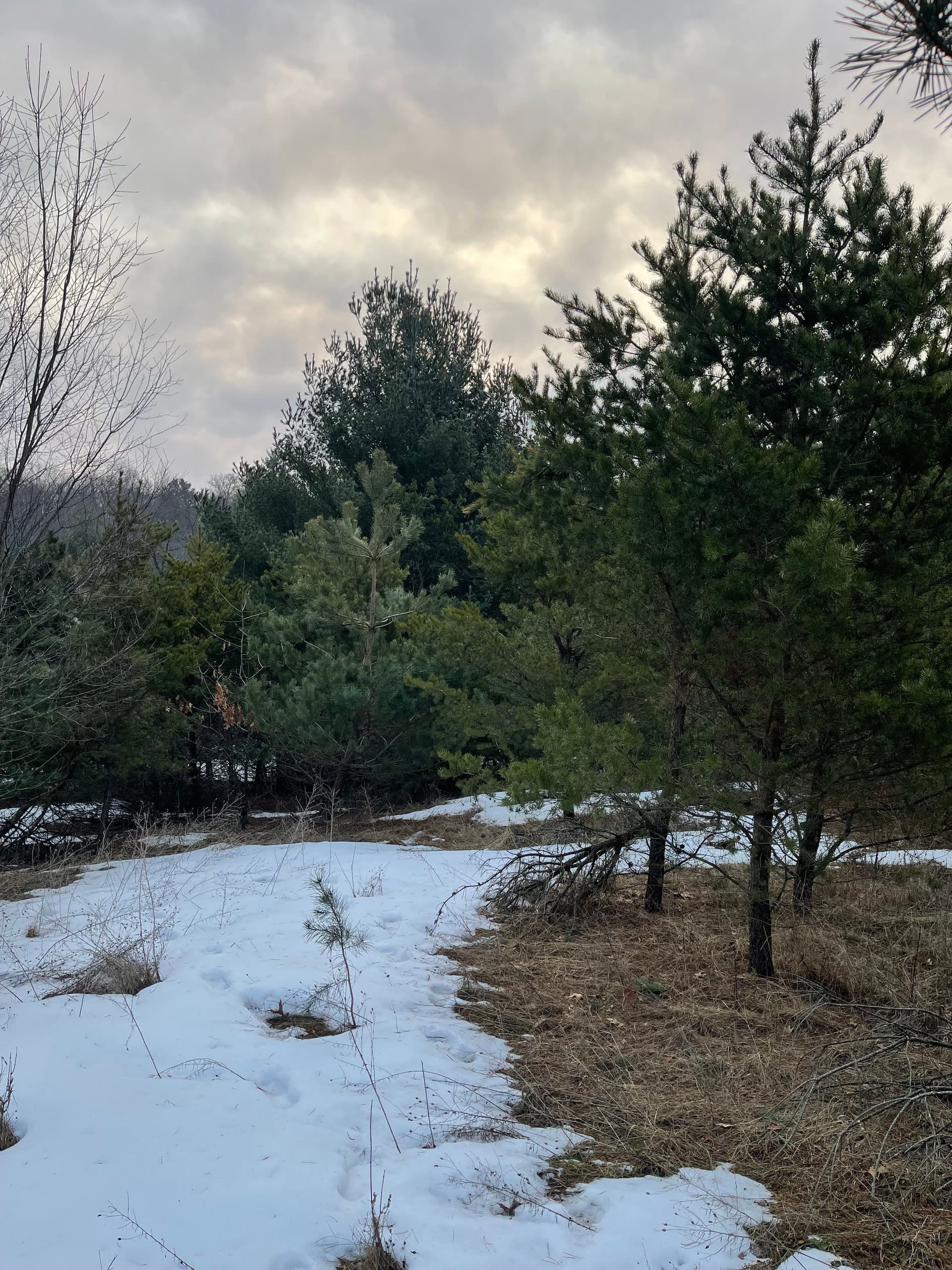 Gallery photos for Forestry Mulching Success in Custer's Winter Landscape: Image #3