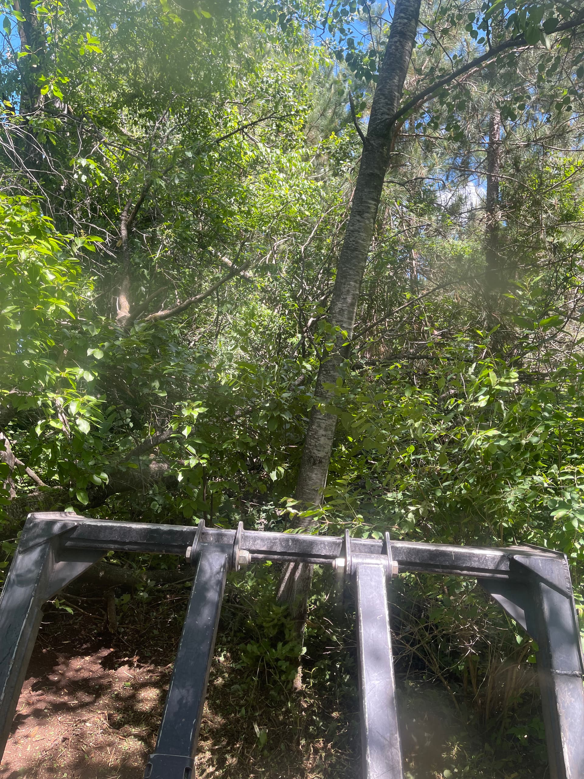 Gallery photos for Forestry Mulching That Turns Overgrown Land Into Usable Trails: Image #2