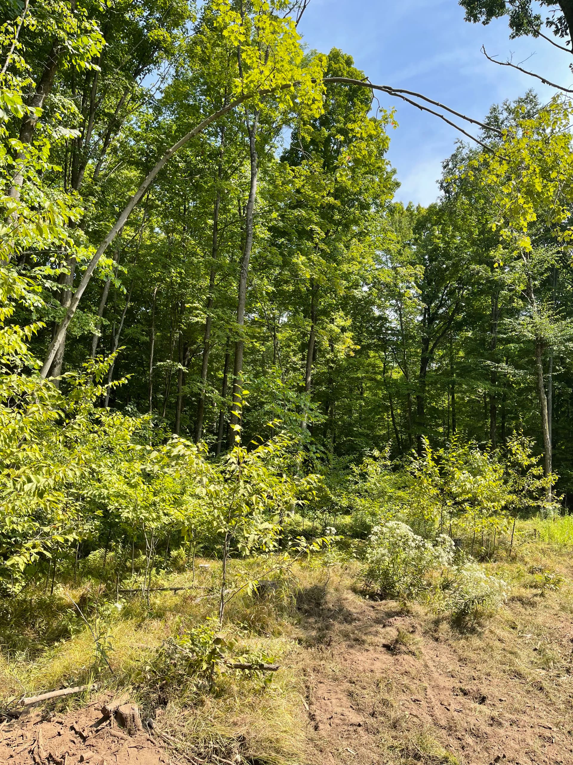 Gallery photos for Forestry Mulching a Food Plot in Mosinee: Image #1
