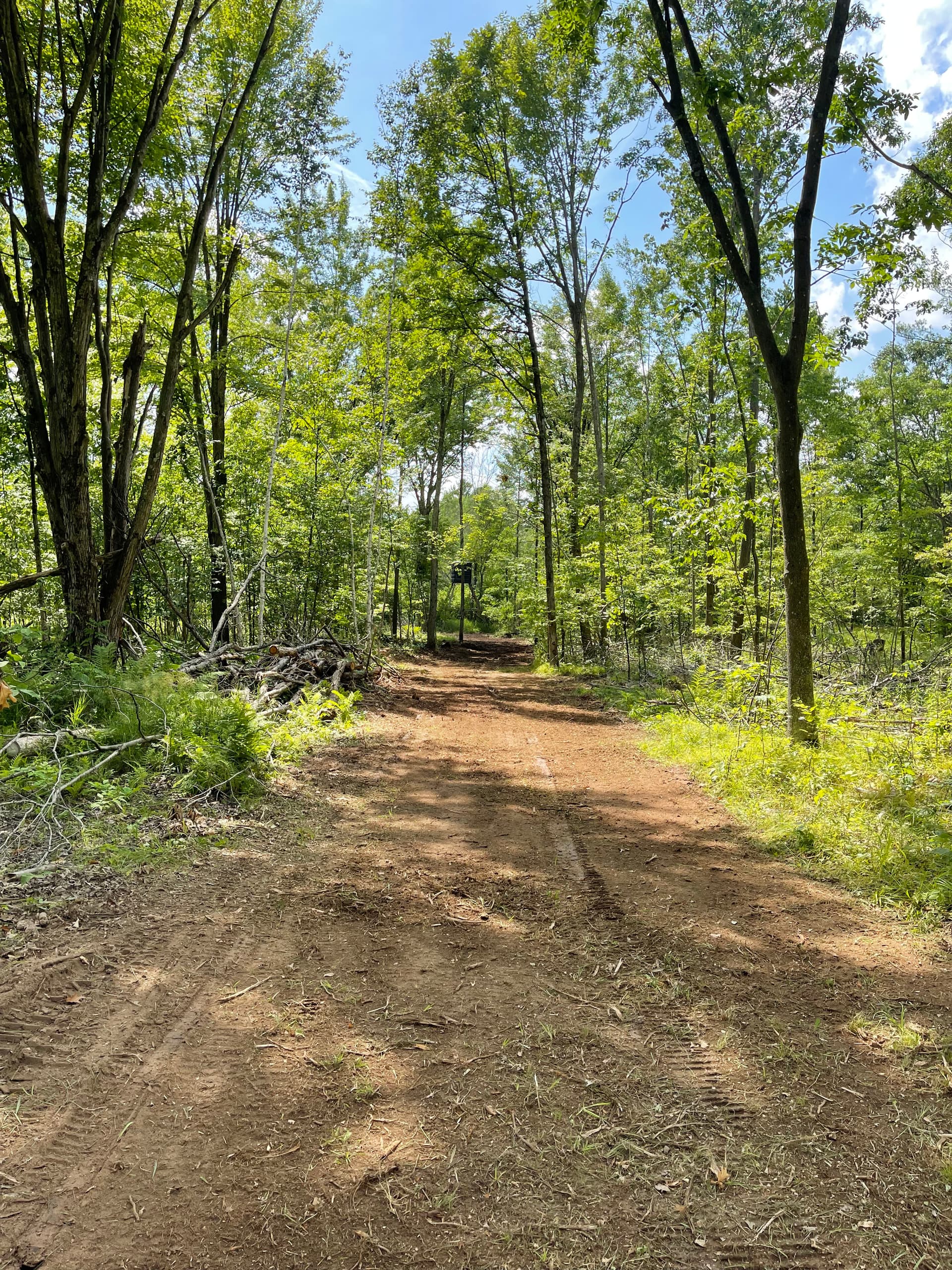 Gallery photos for Forestry Mulching Cleans Up Logging Trails Near Neillsville: Image #7