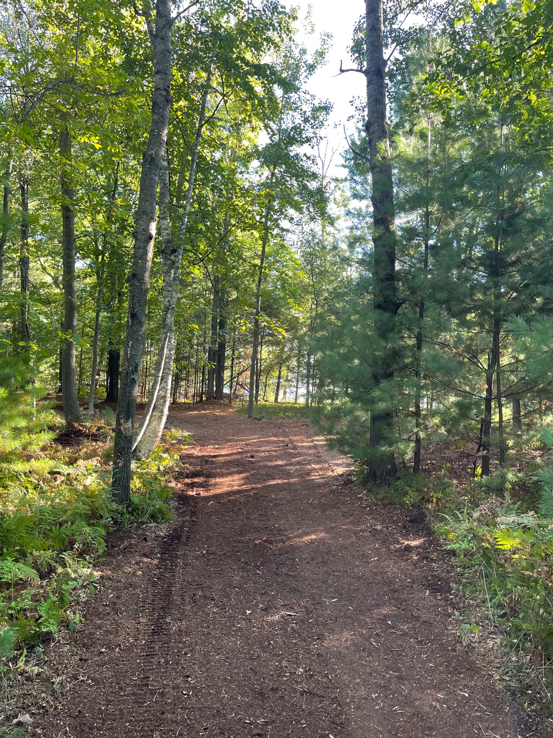 Gallery photos for Forestry Mulching Clears Overgrown Lake DuBay Shoreline in Mosinee: Image #1