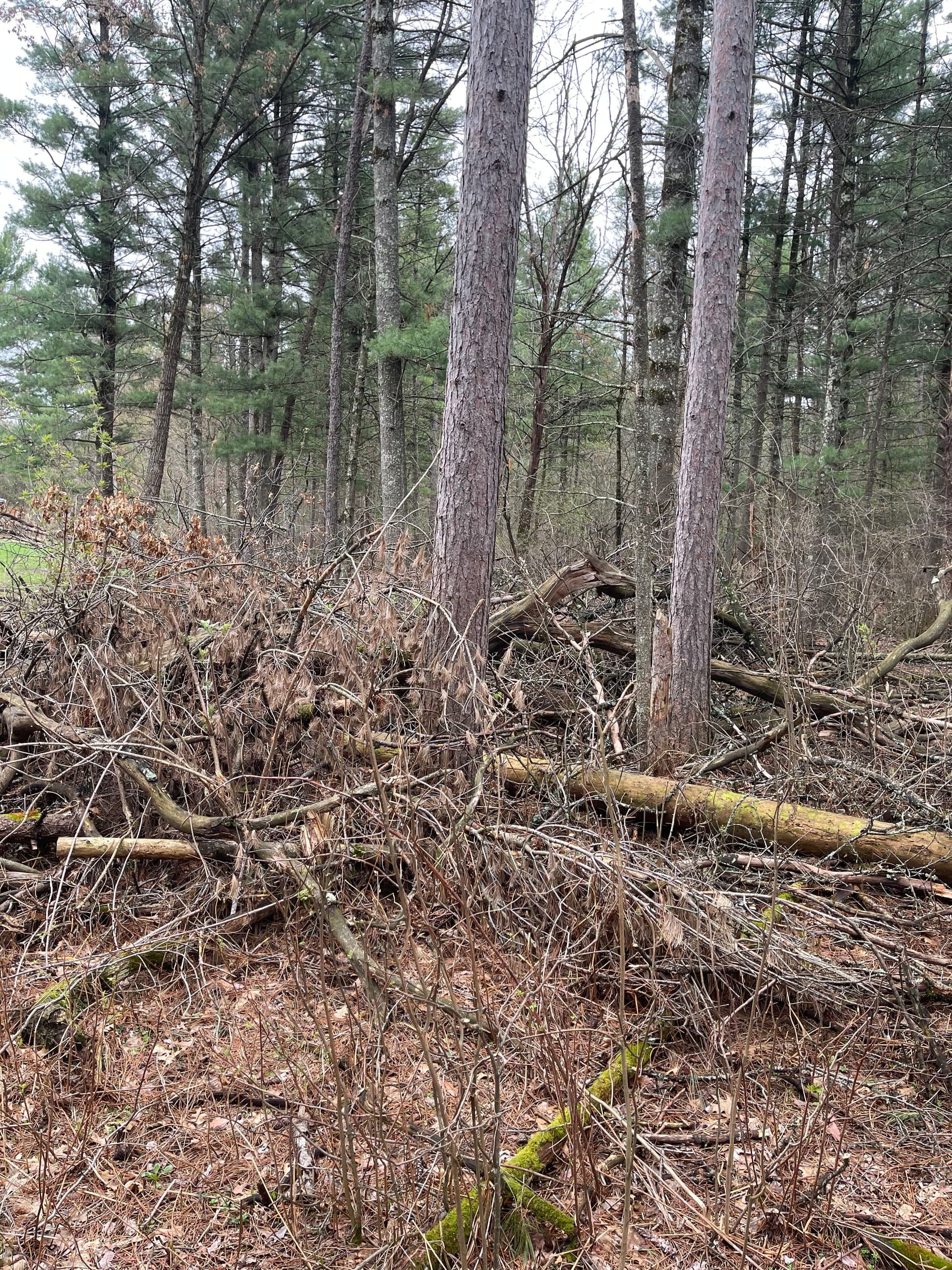 Gallery photos for Backyard Brush Clearing Done Right in Kronenwetter: Image #4