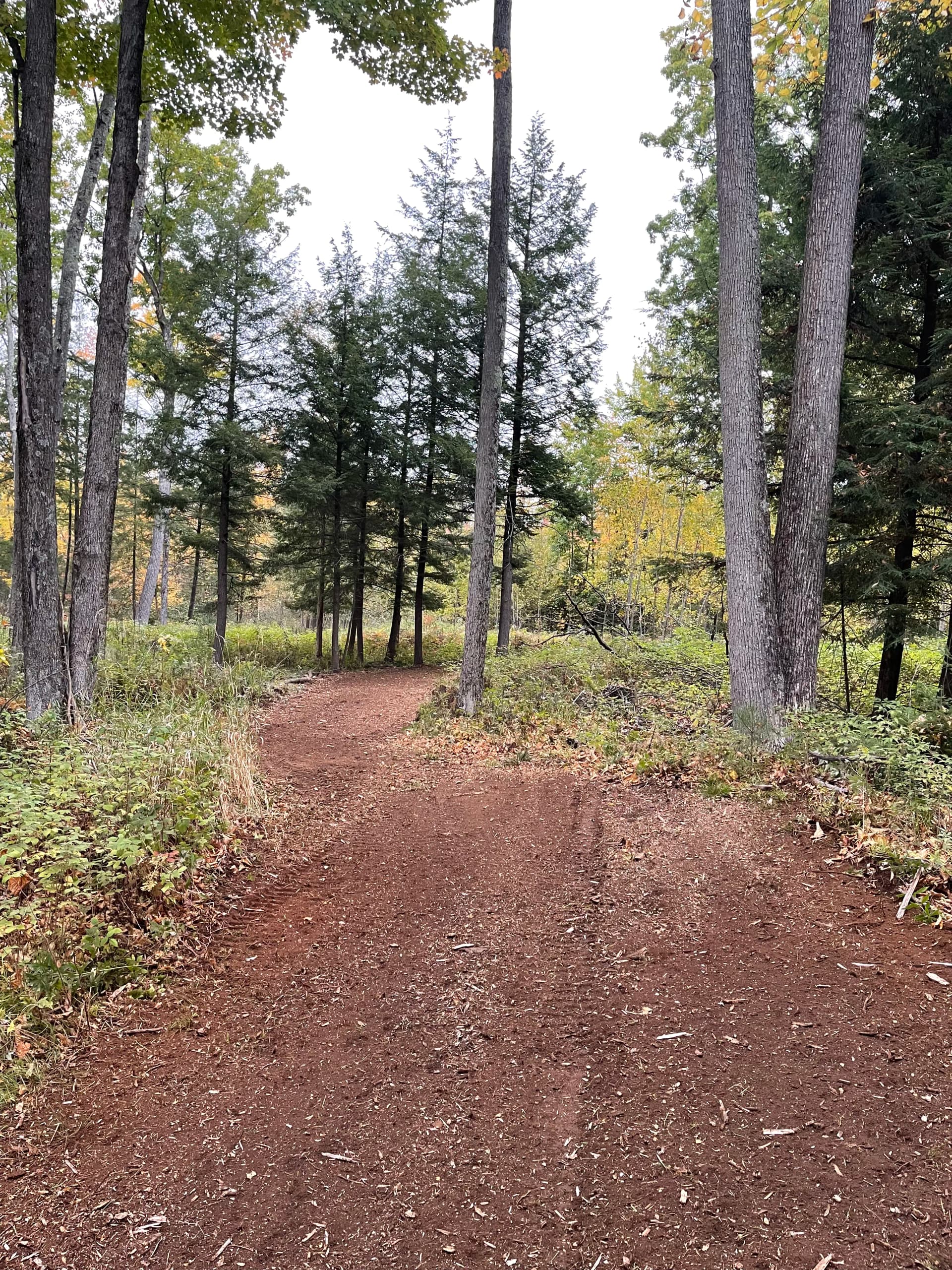 Gallery photos for Forestry Mulching Opens Up Fresh Trails in Weston/Ringle: Image #2