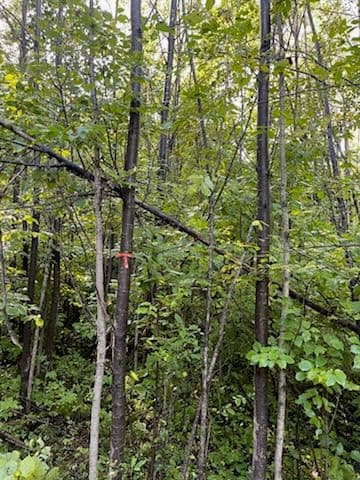 Mosinee Trails Enhanced with Expert Forestry Mulching image