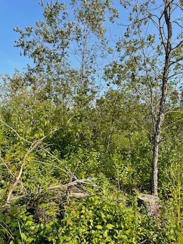 Gallery photos for Transforming Land Through Expert Forestry Mulching: Image #2