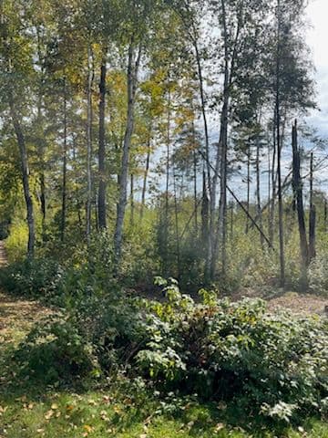 Gallery photos for Forestry Mulching Magic Transforms Front Yard: Image #1