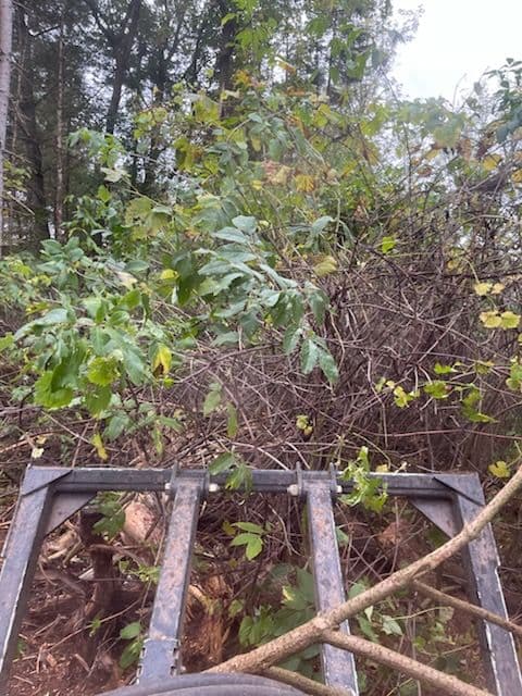 Gallery photos for Forestry Mulching Project at Bear Creek: Image #1