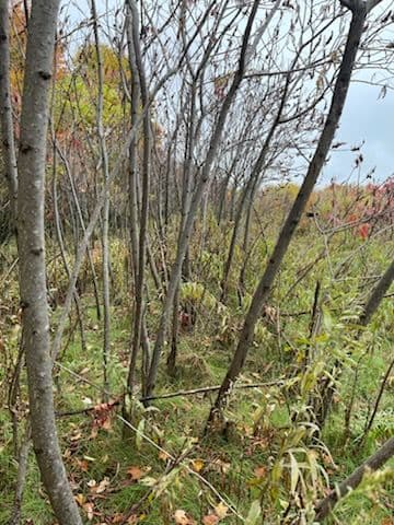 Gallery photos for Wausau Land Clearing and Forestry Mulching: Image #1