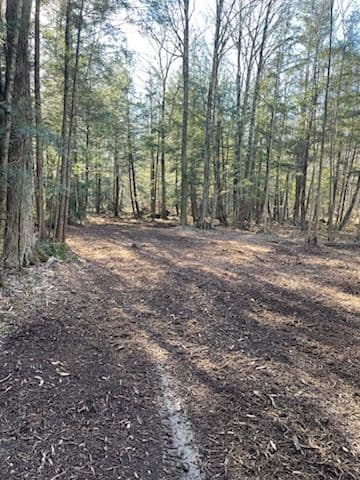 Forestry Mulching Prepares Mosinee Woods for Hunting Season image