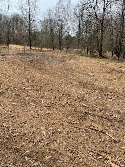 Project Forestry Mulching for Oak Wilt Management image
