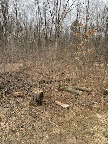 Project Forest Transformed into Open Space Stevens Point image