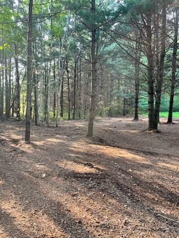 Transformative Forestry Mulching at Rib Mountain image