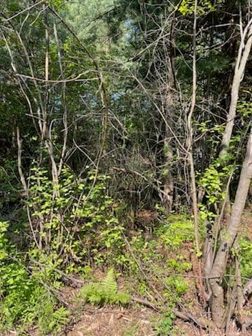 Gallery photos for Transformative Forestry Mulching at Rib Mountain: Image #2