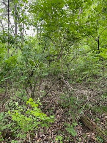Rib Mountain Land Transformed by Forestry Mulching image