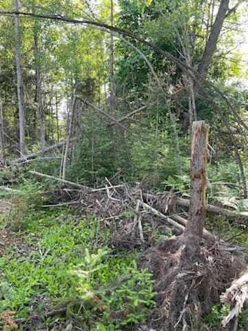 Gallery photos for Transforming Views with Expert Forestry Mulching: Image #1
