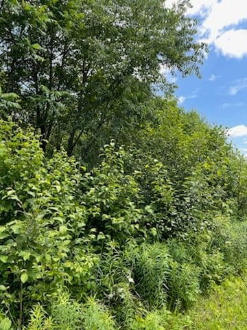 Gallery photos for Forestry Mulching Success on Game Farm: Image #2
