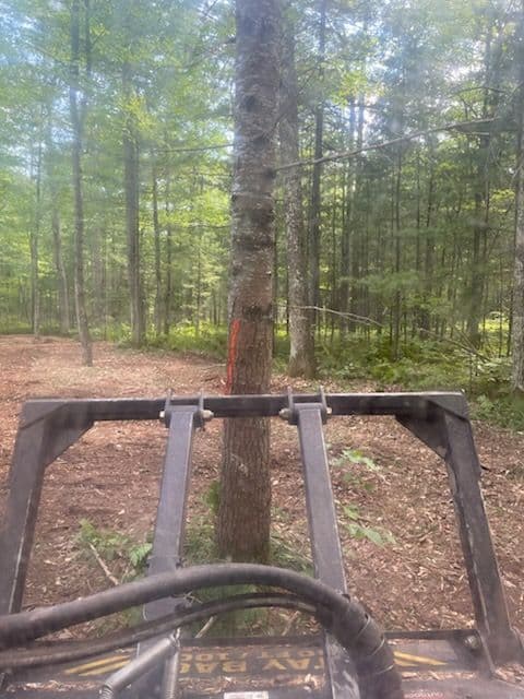 Project Forestry Mulching for New Home Build in Hazelhurst image
