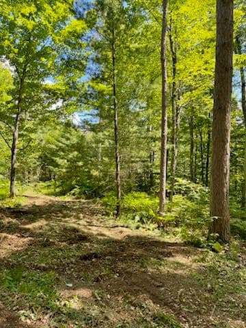 Gallery photos for Forestry Mulching for New Home Build in Hazelhurst: Image #1