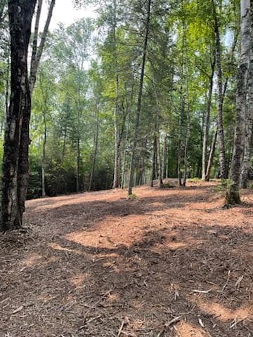 Transforming Wooded Areas with Precision Forestry image