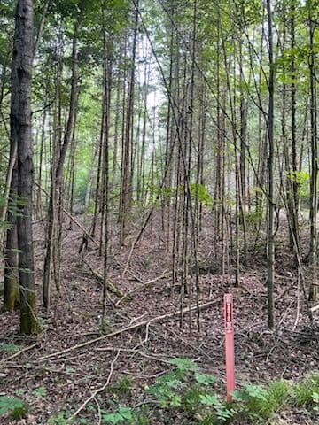 Gallery photos for Transforming Wooded Areas with Precision Forestry: Image #1