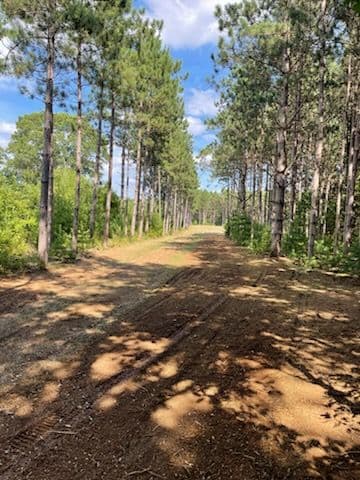 Transforming Grand Marsh with Forestry Mulching image