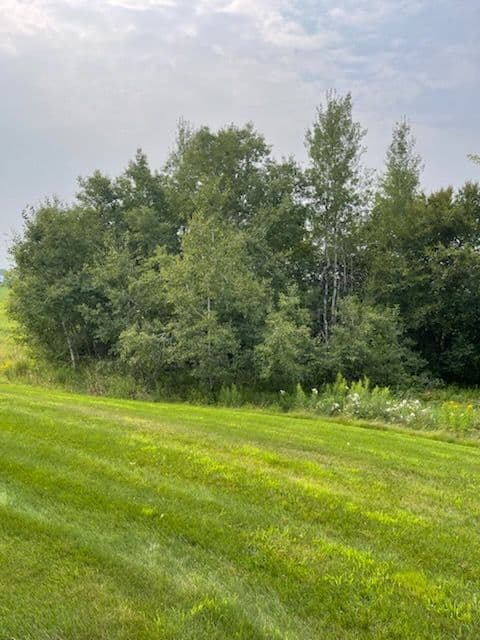 Gallery photos for Forestry Mulching Project in Stratford: Image #1