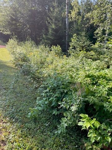 Gallery photos for Revitalize Your Land with Expert Forestry Mulching: Image #1