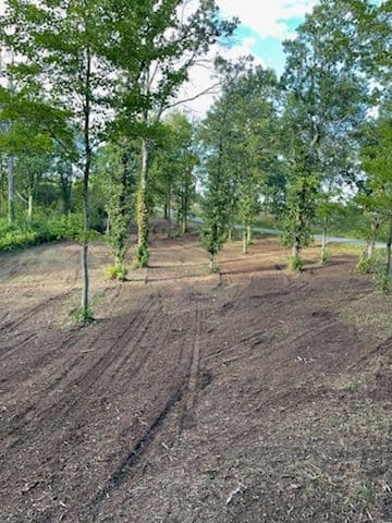 Gallery photos for Forest Transformation with Expert Mulching in Almond: Image #1