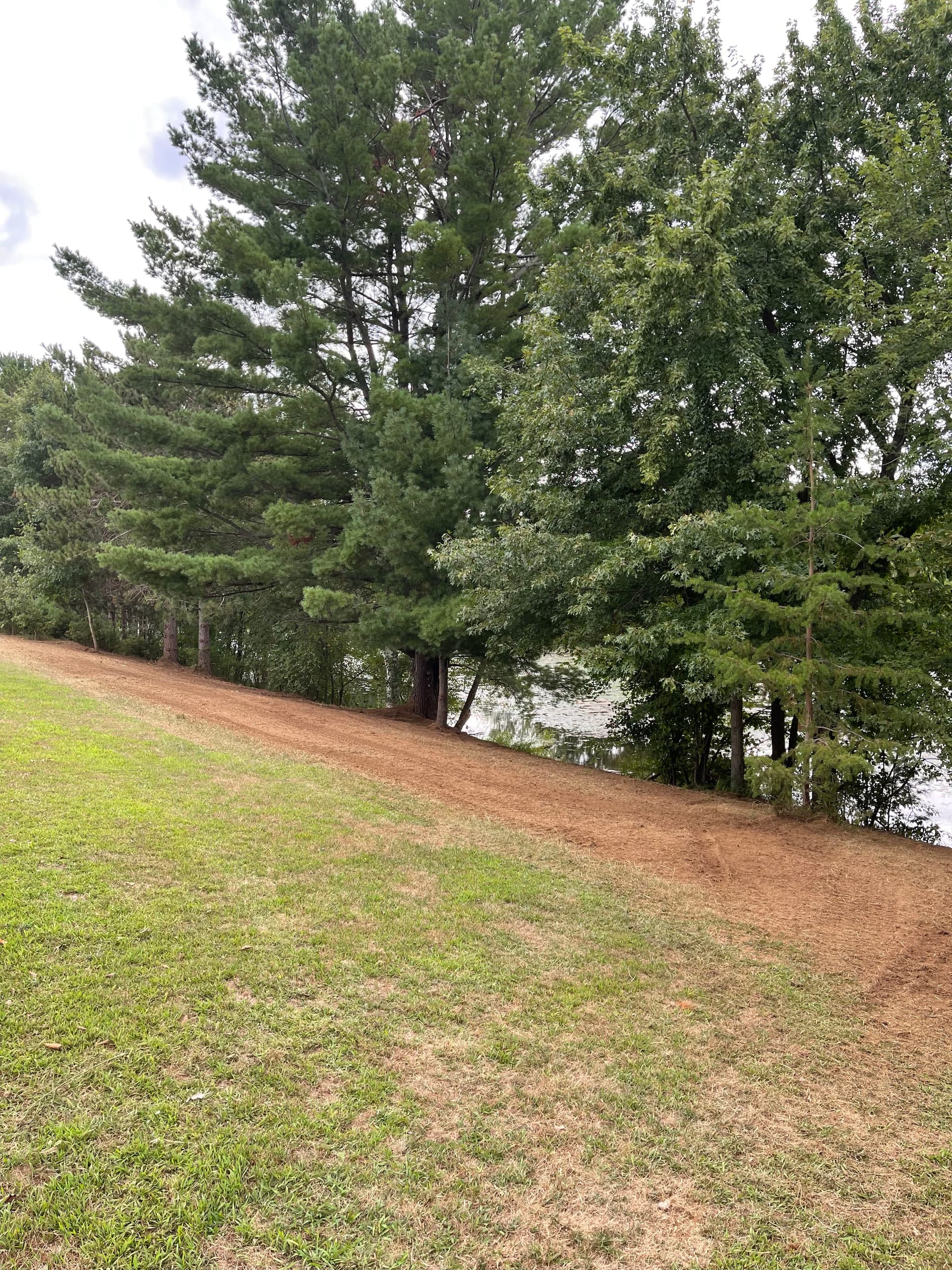 Forestry Mulching Clears Overgrown Lakefront Property in Mosinee image