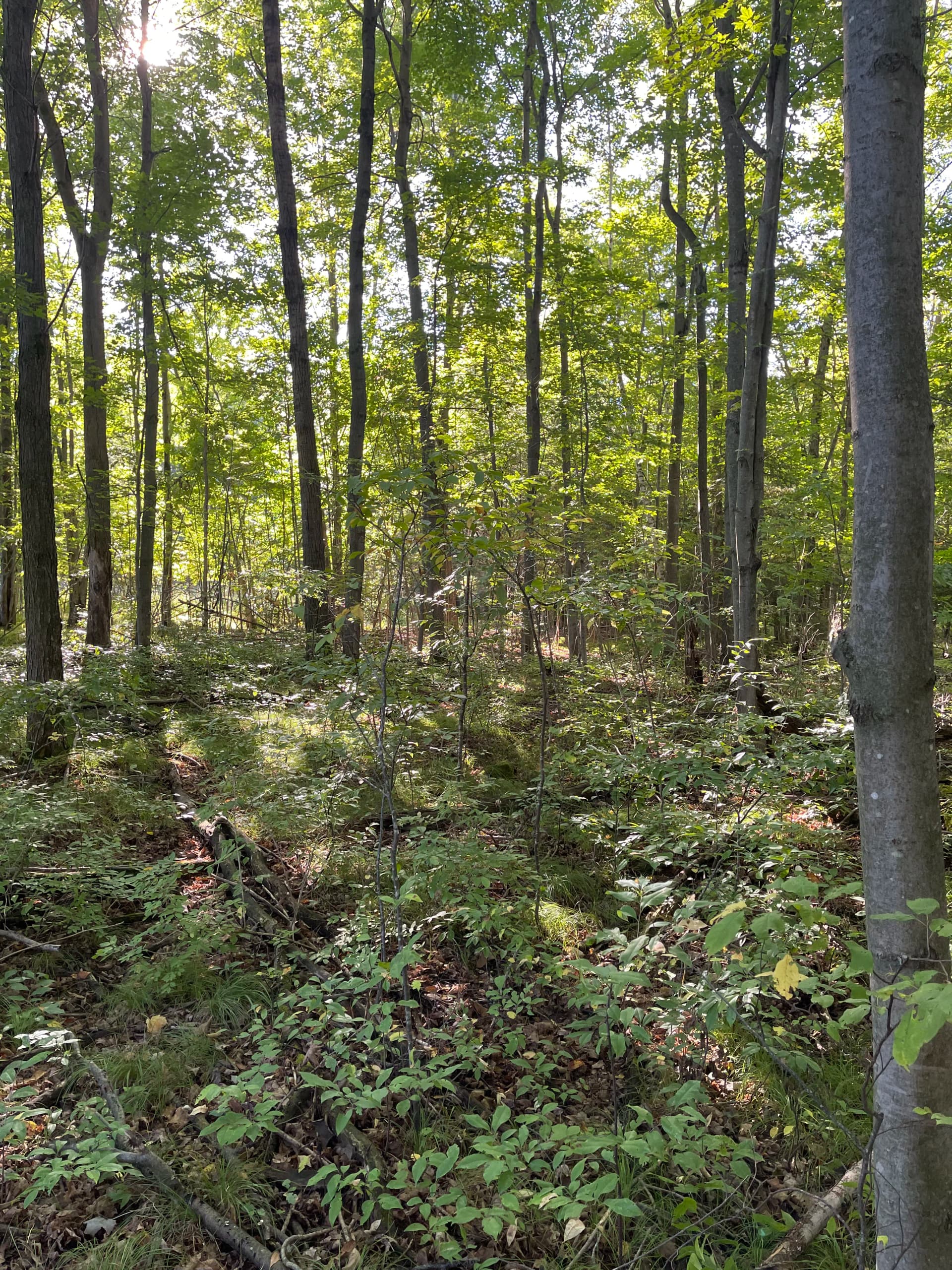 Gallery photos for Forestry Mulching Clears Usable Woodland Space at St. John Lutheran School in Wausau: Image #3