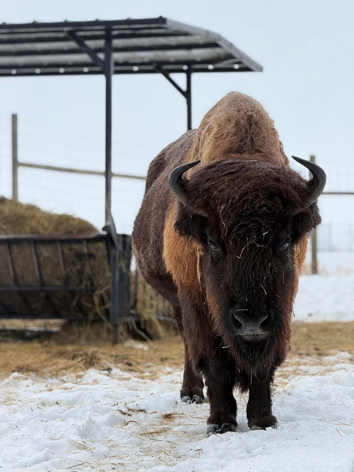Gallery photos for Christmas Tree Delivery to Wildwood Park and Zoo: Image #4