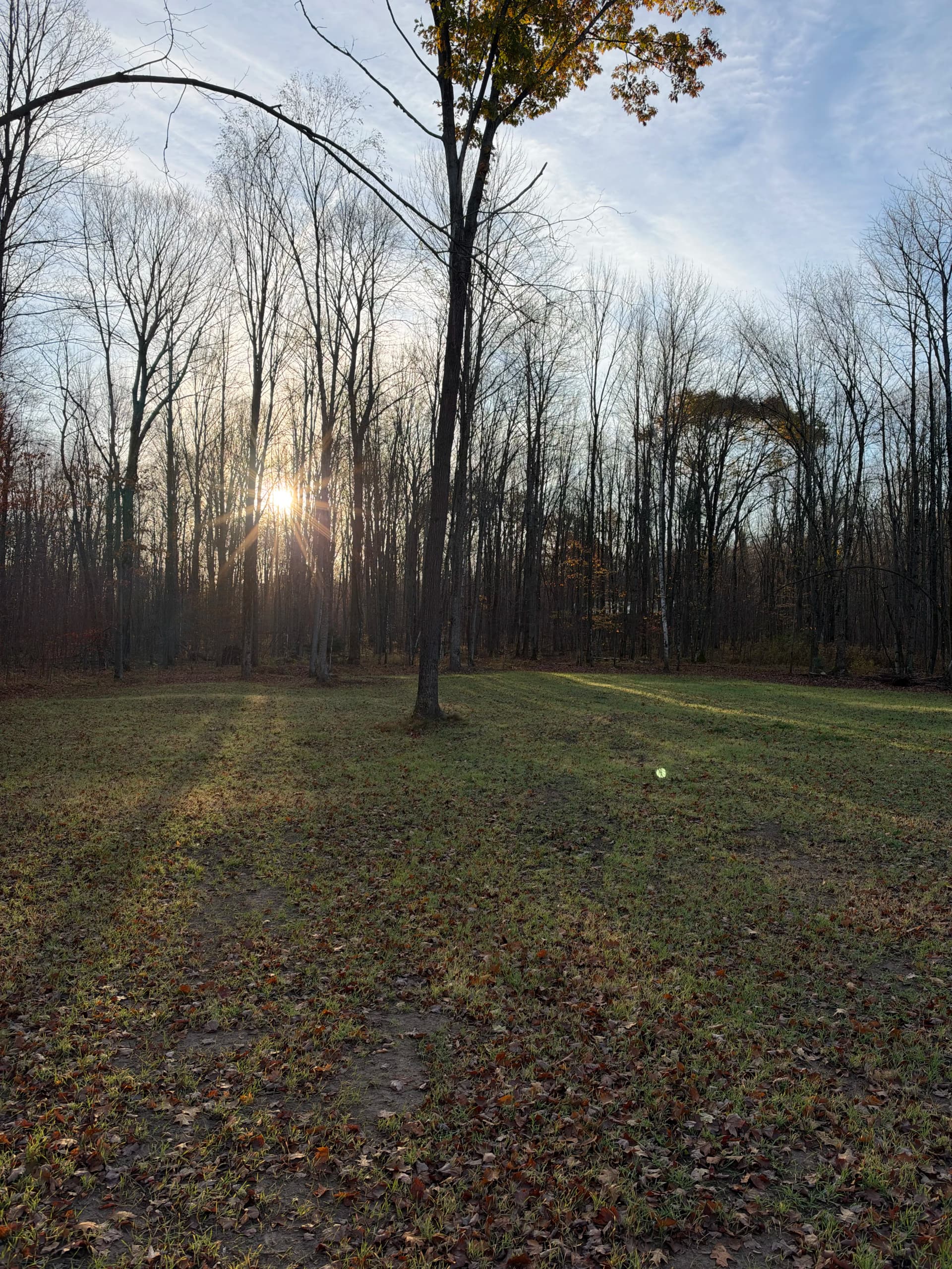 Food Plot Cleared With Forestry Mulching in Mosinee image