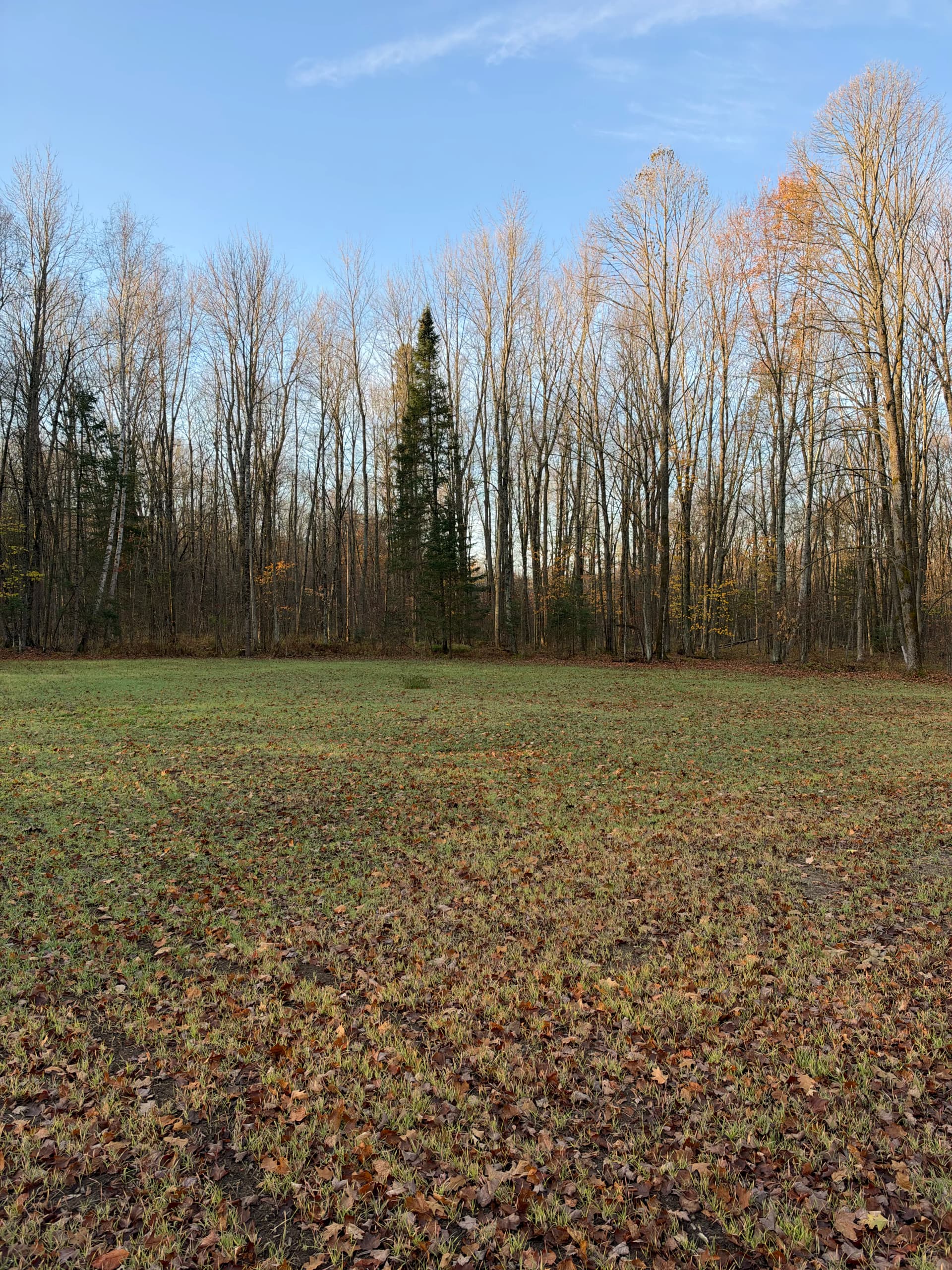 Gallery photos for Food Plot Cleared With Forestry Mulching in Mosinee: Image #1