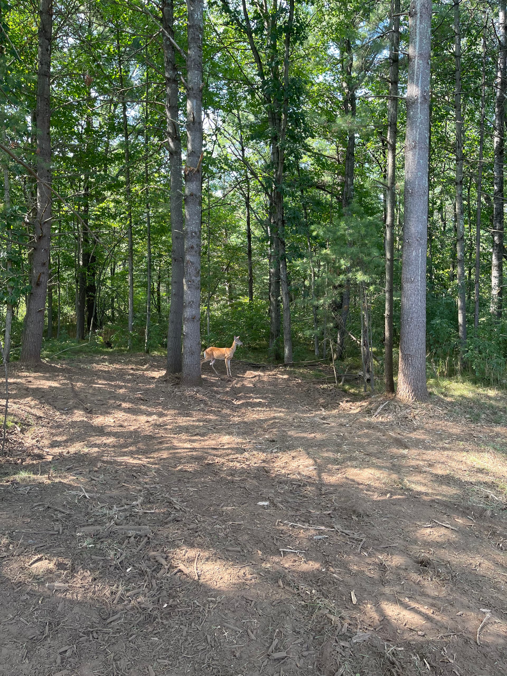 Gallery photos for Forestry Mulching Opens Up River Access in Weston WI: Image #4