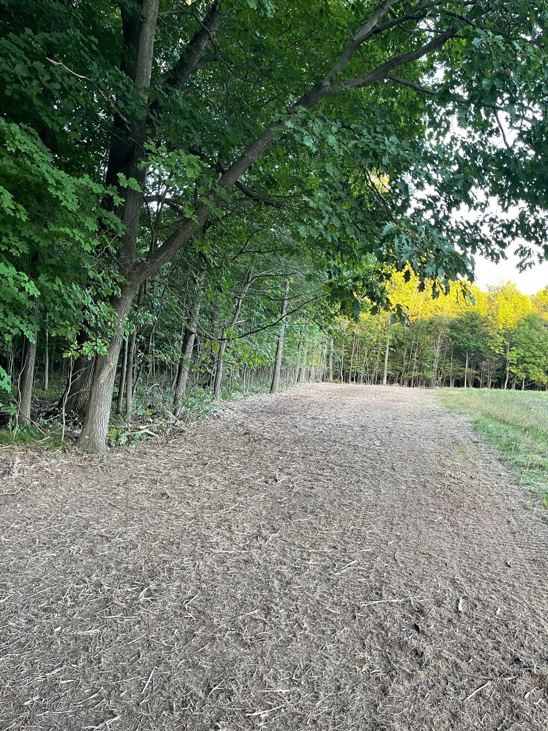 Gallery photos for Field Expansion with Forestry Mulching in Kronenwetter: Image #2