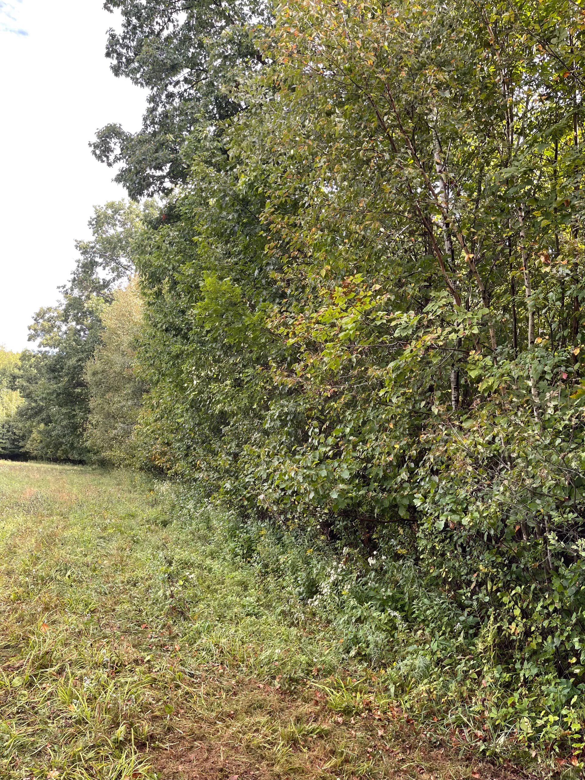 Gallery photos for Field Expansion with Forestry Mulching in Kronenwetter: Image #5
