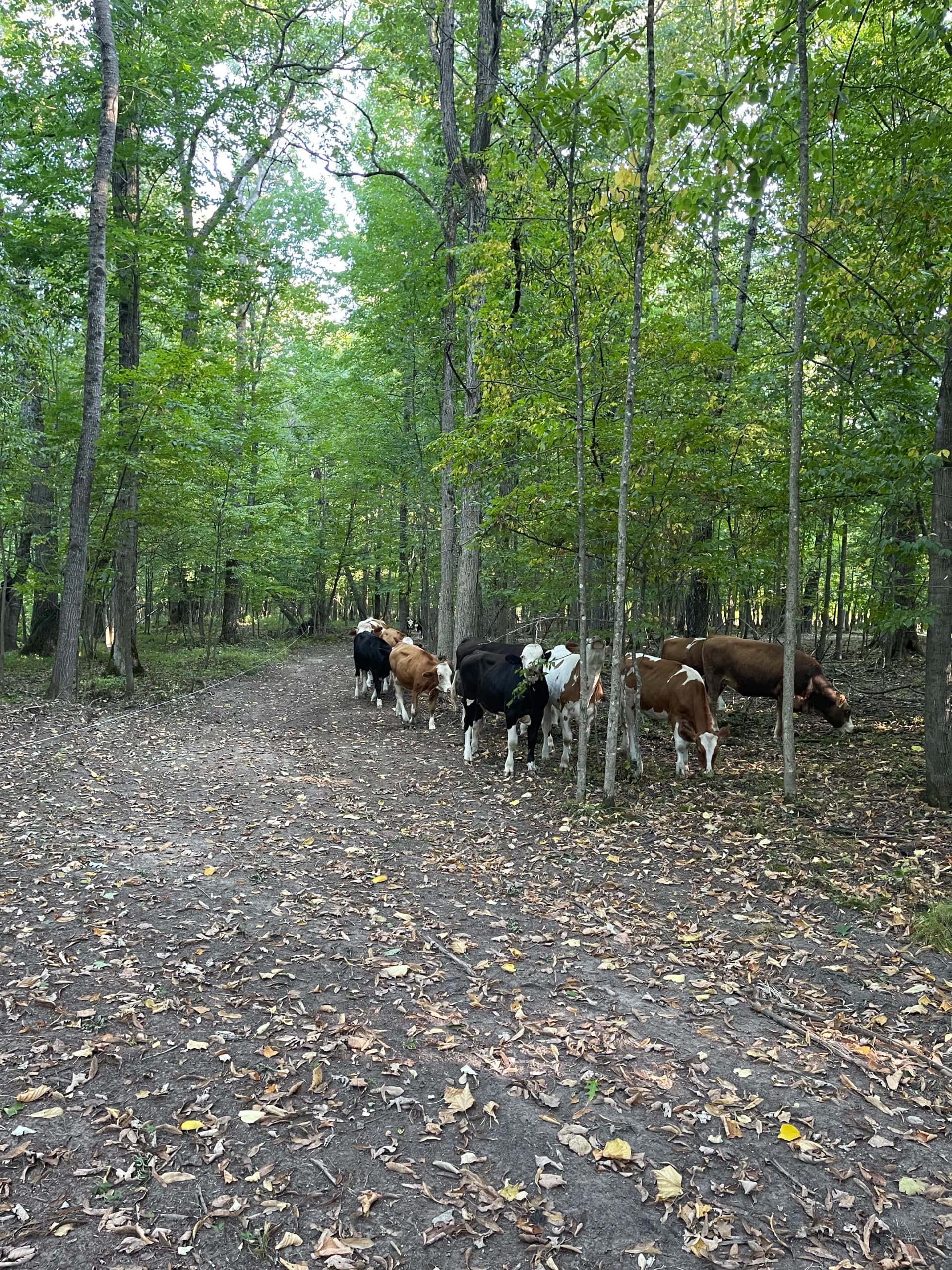 Gallery photos for Forestry Mulching Opens Up Wooded Farm Land in Loyal WI: Image #9