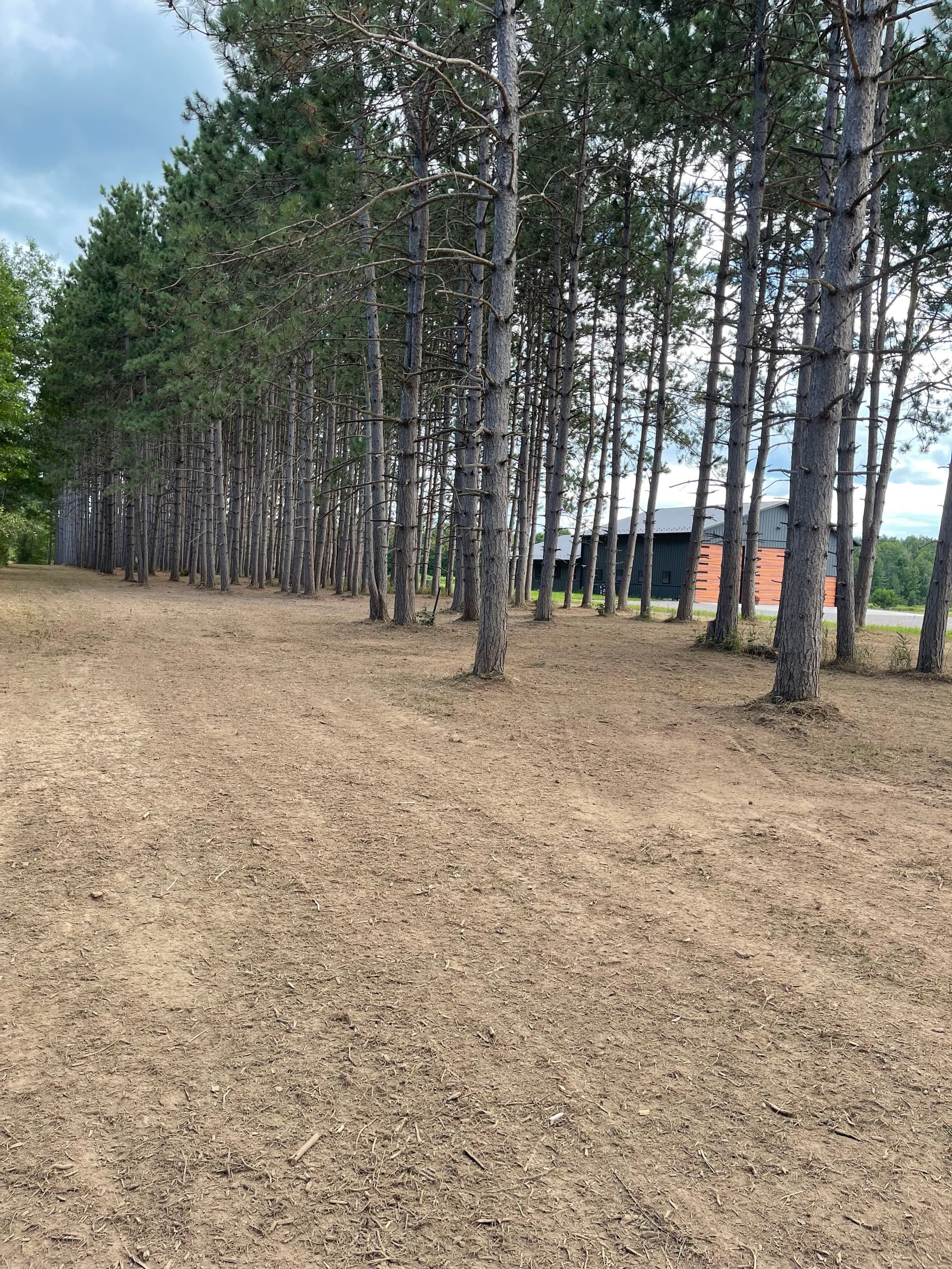Gallery photos for Forestry Mulching Cleans Up a Overgrown Pine Plantation: Image #6