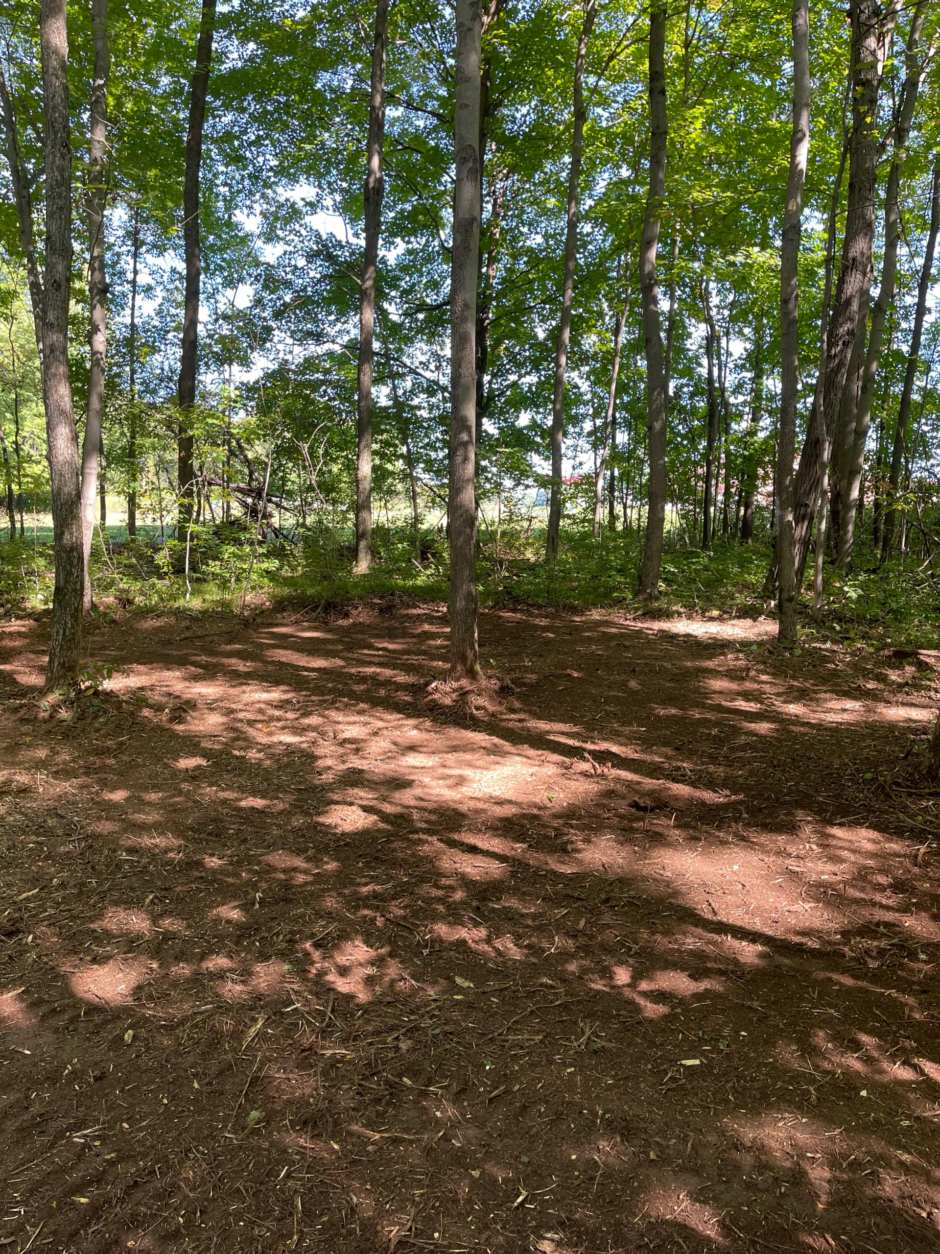 Gallery photos for Forestry Mulching Clears Usable Woodland Space at St. John Lutheran School in Wausau: Image #1