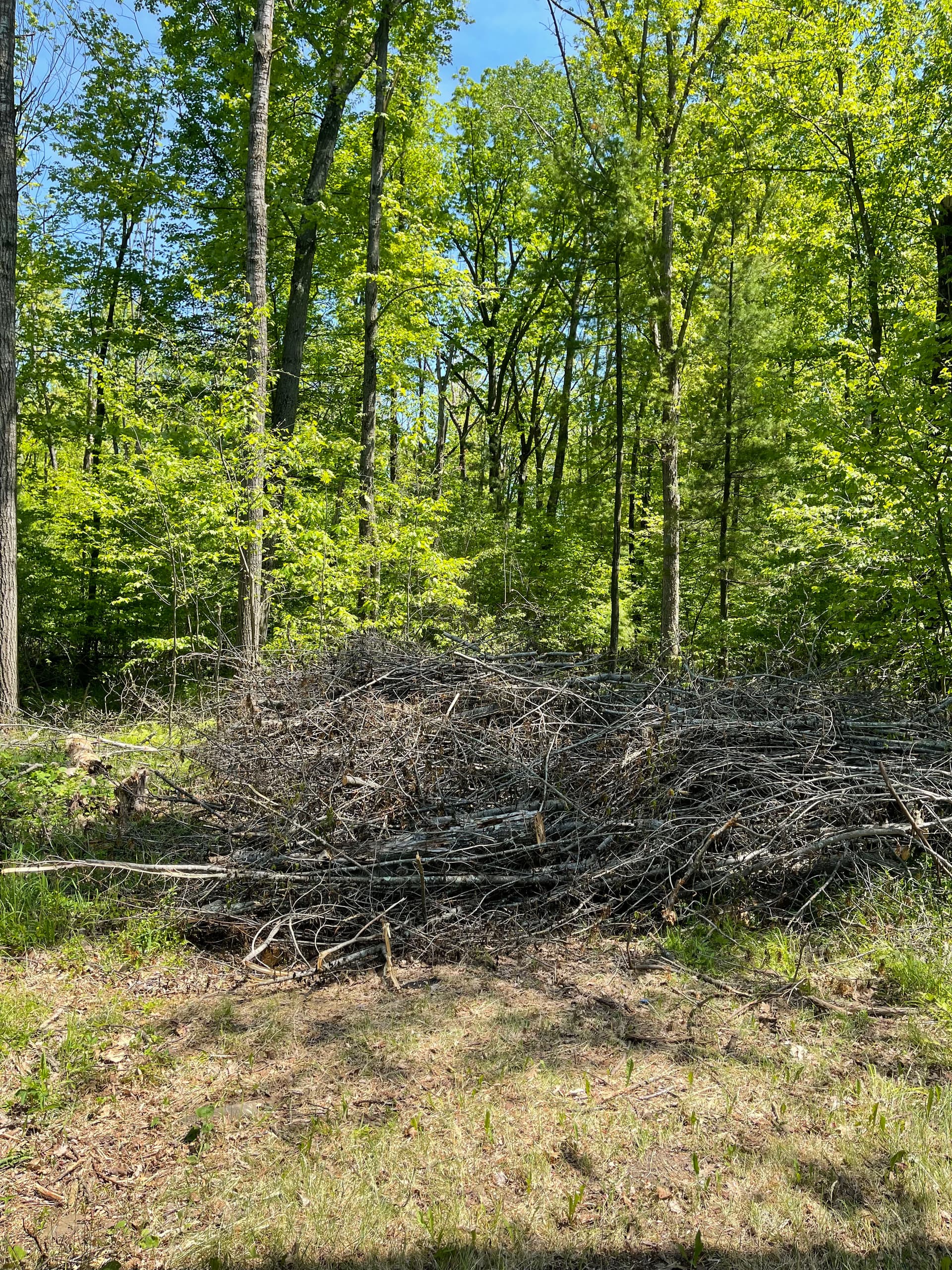 Backyard Brush Cleared with Forestry Mulching in Stevens Point image