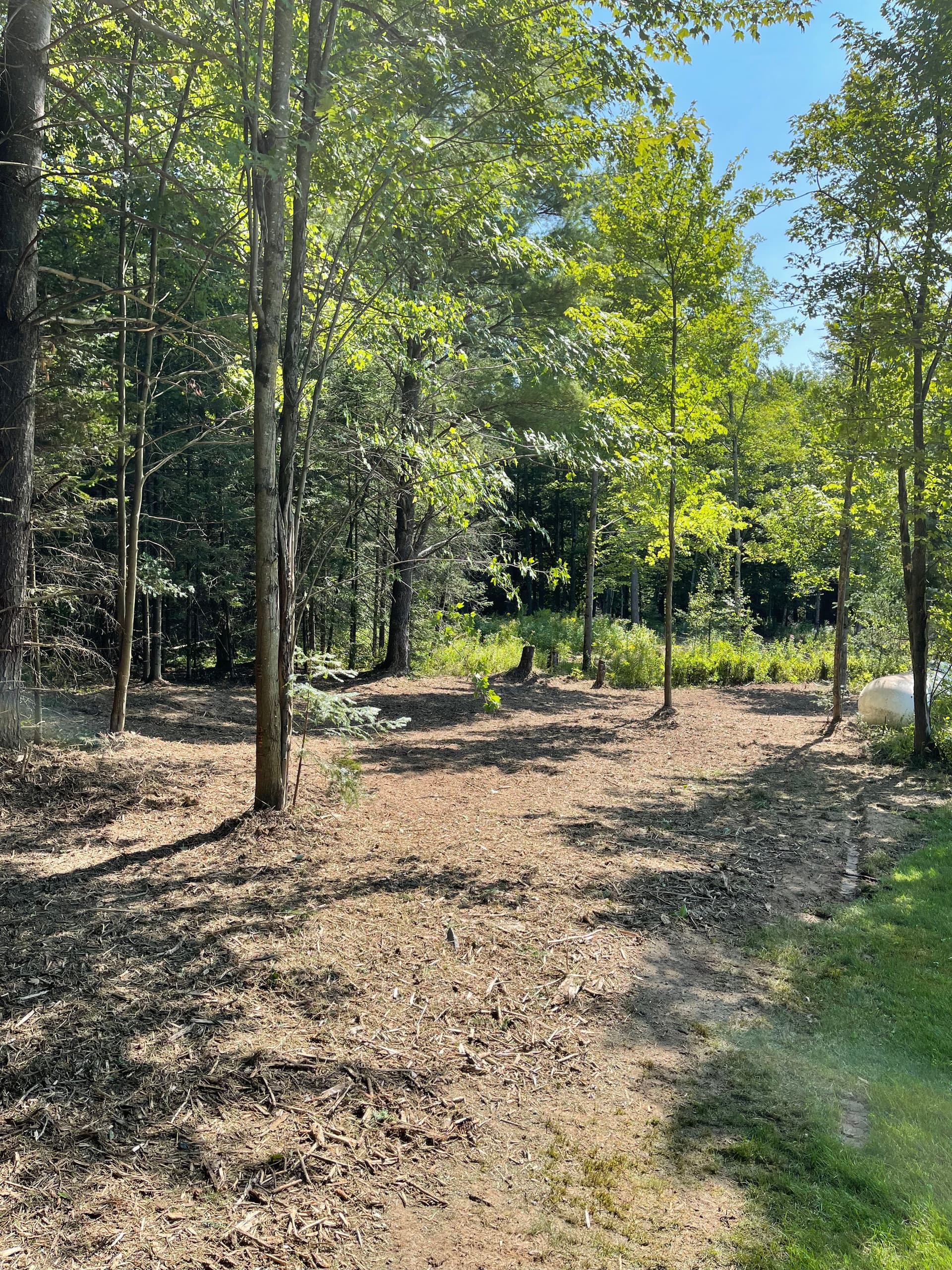 Gallery photos for Forestry Mulching Clears Overgrown Property in Wausau: Image #8
