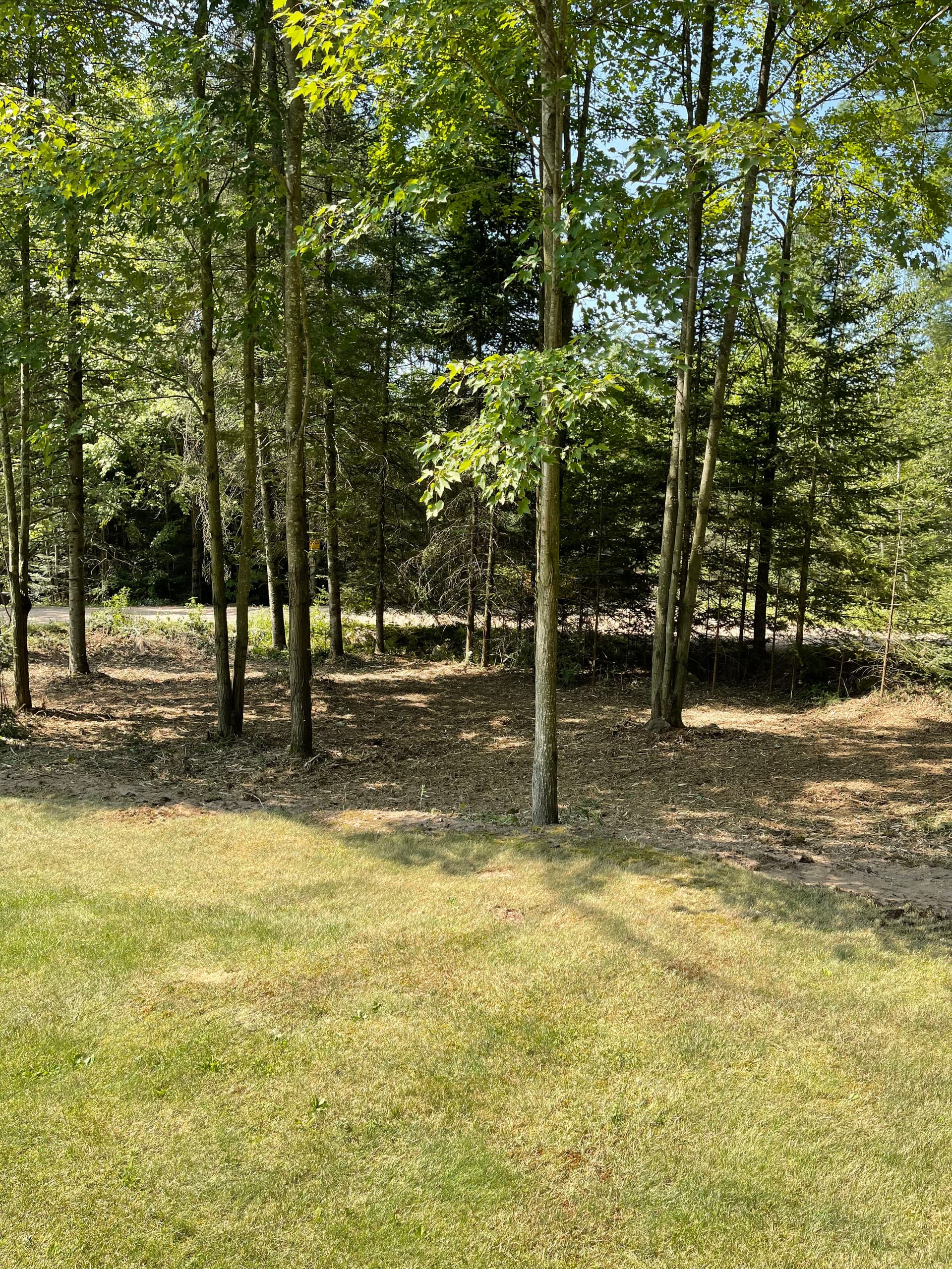 Gallery photos for Forestry Mulching Clears Overgrown Property in Wausau: Image #9