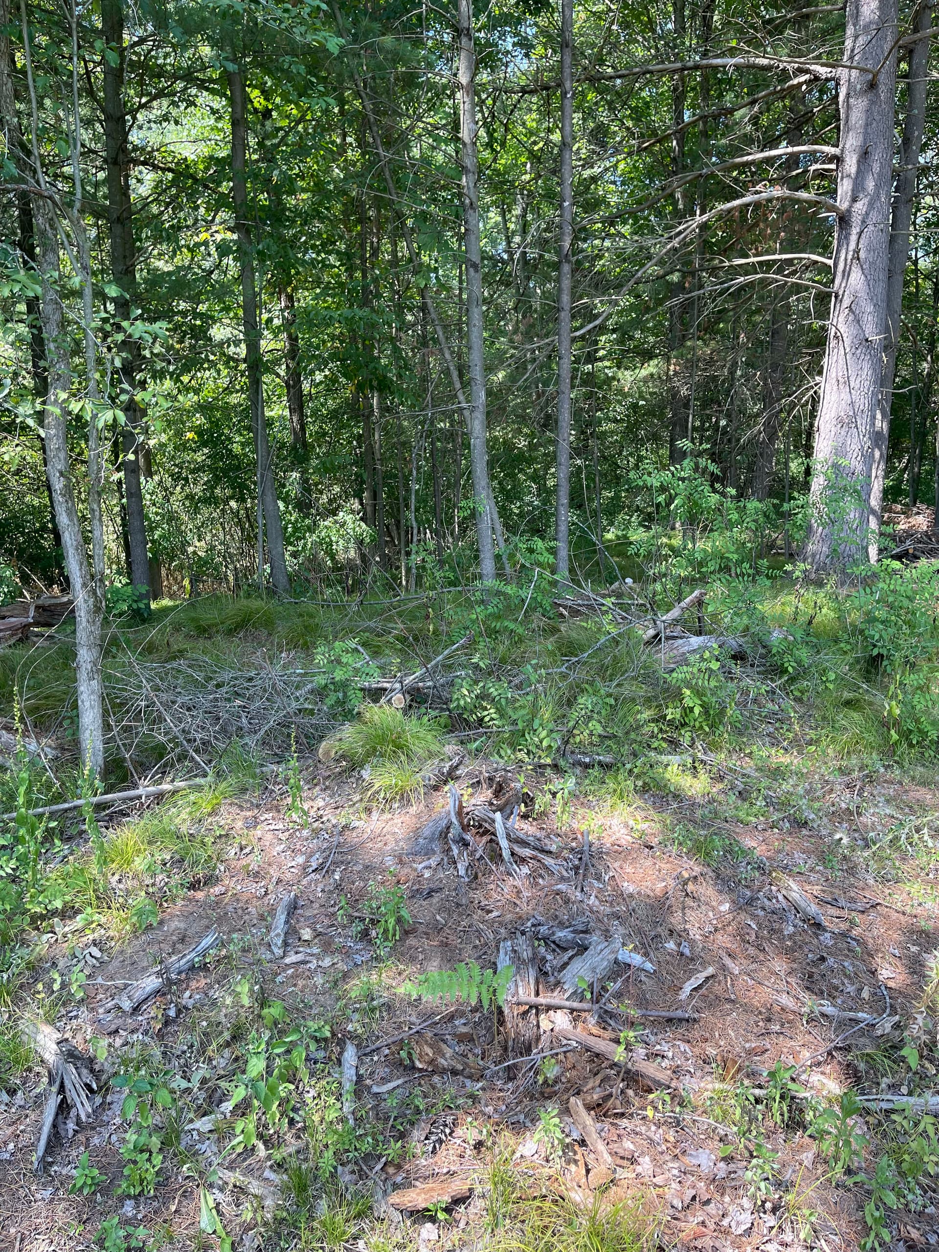 Gallery photos for Forestry Mulching Opens Up River Access in Weston WI: Image #1