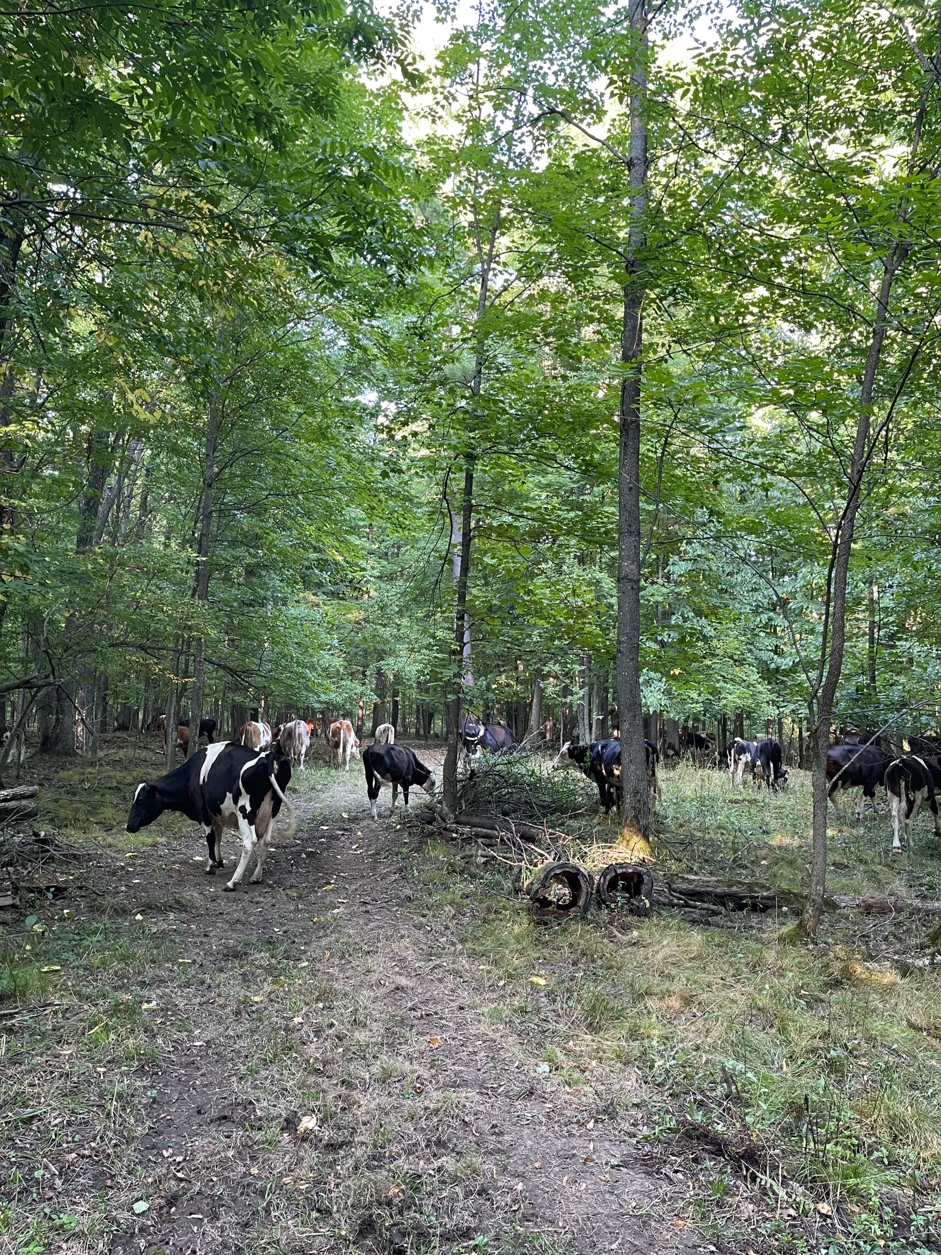 Gallery photos for Forestry Mulching Opens Up Wooded Farm Land in Loyal WI: Image #2