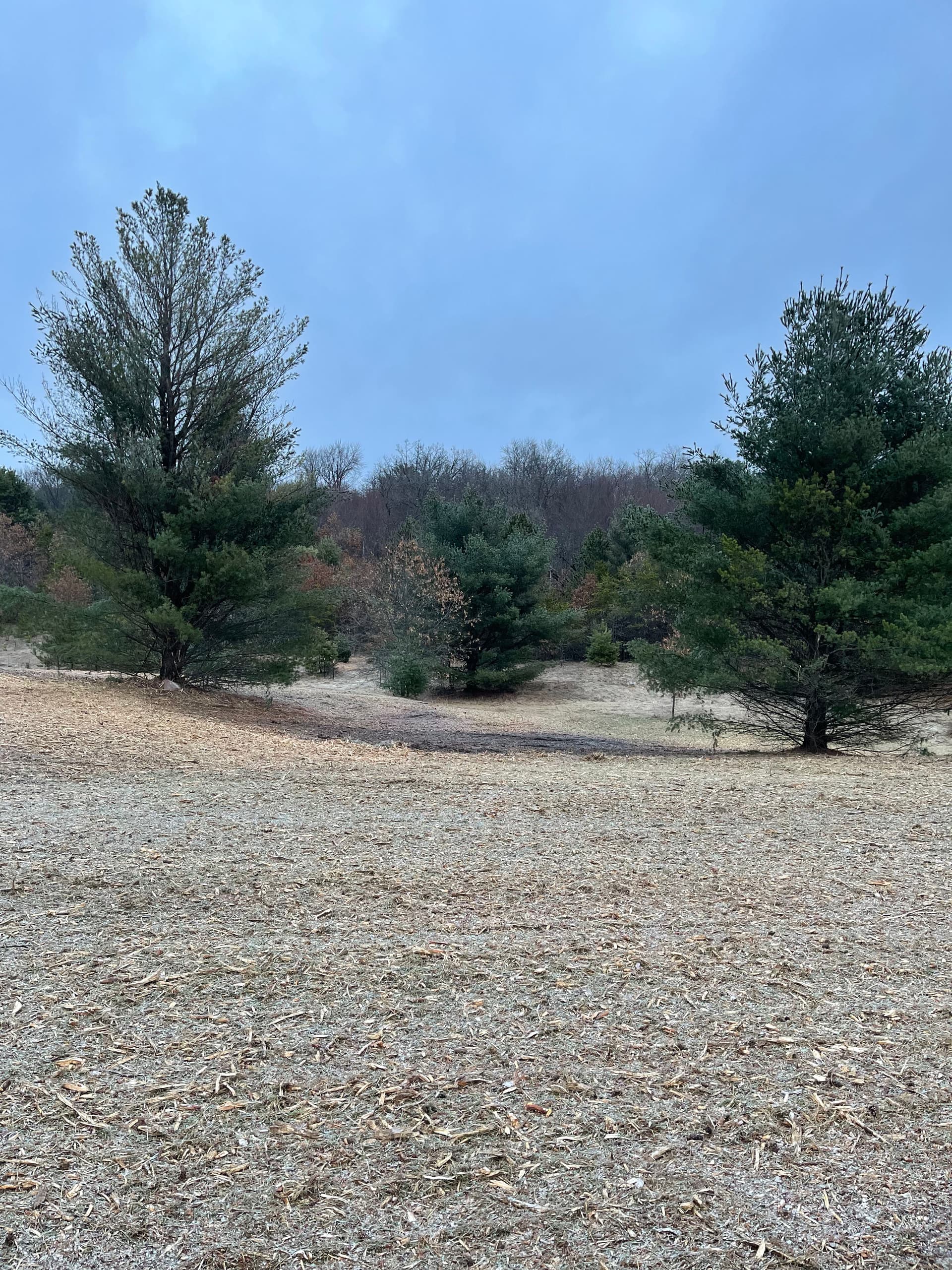 Forestry Mulching in Custer image