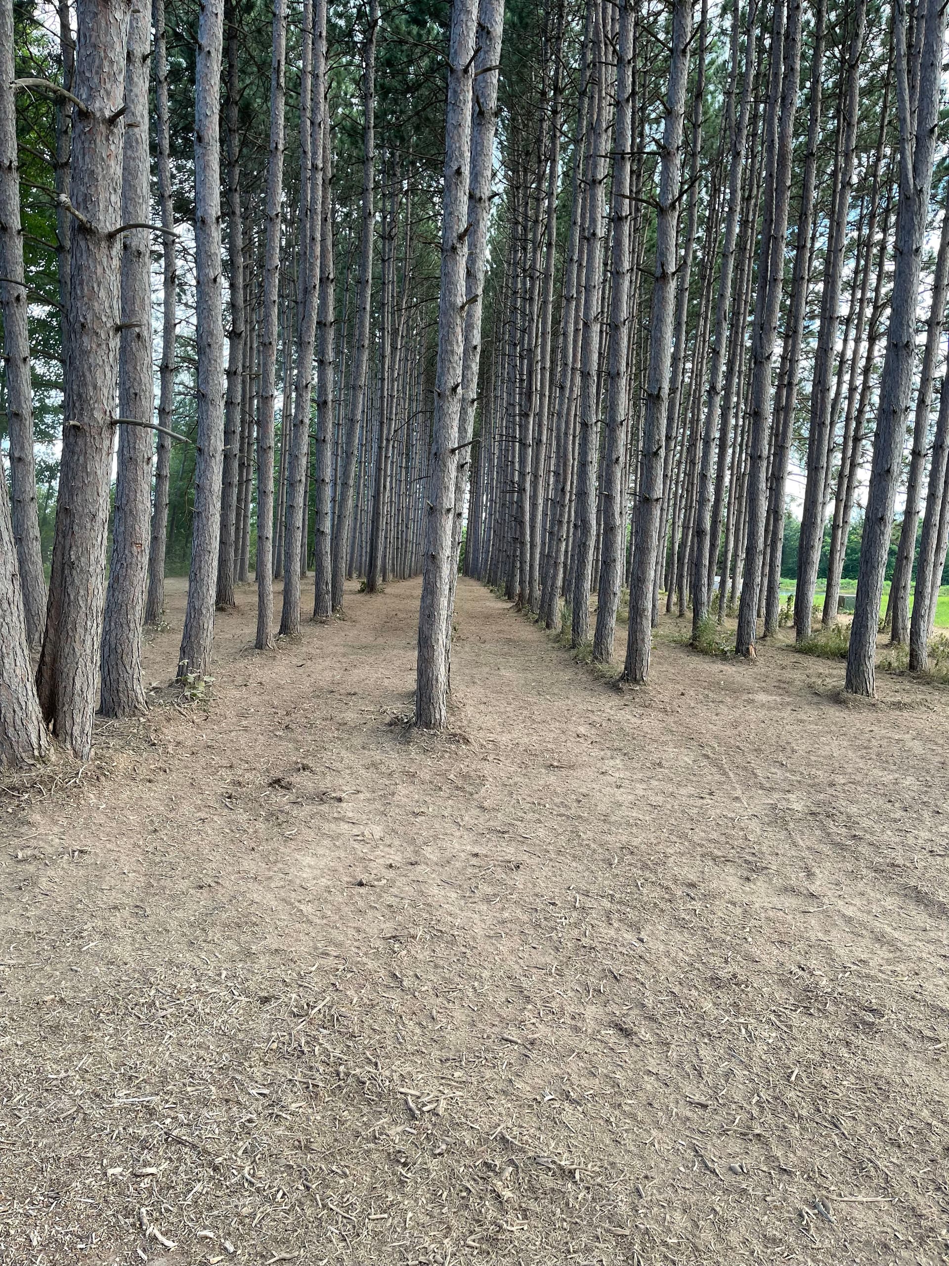 Gallery photos for Forestry Mulching Cleans Up a Overgrown Pine Plantation: Image #3