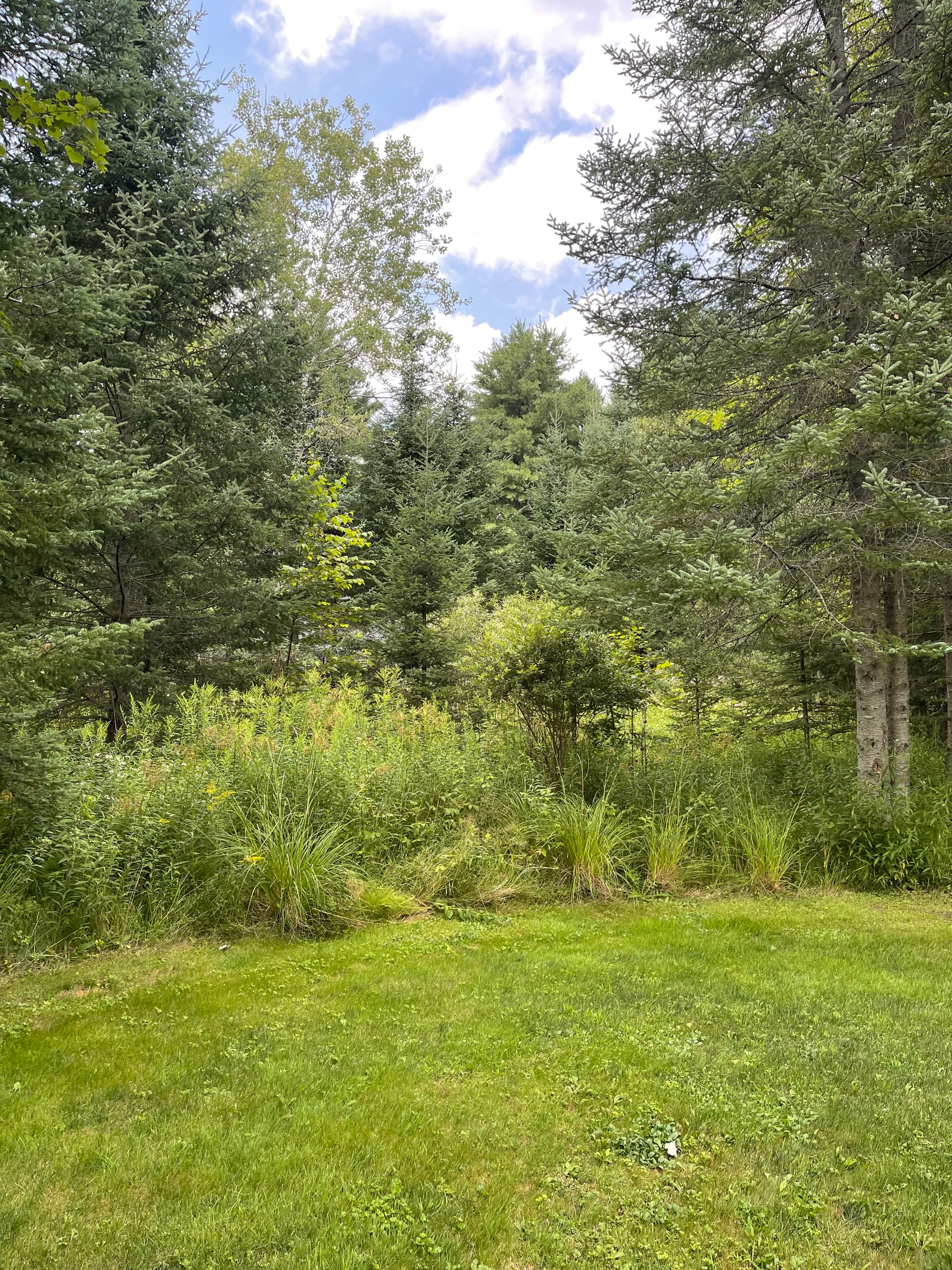 Gallery photos for Forestry Mulching Clears Overgrown Property in Wausau: Image #6